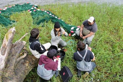 Ahousaht Guardians conducting sea lice surveys